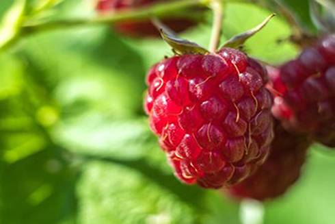 4 lợi ích sức khỏe tuyệt vời của phúc bồn tử