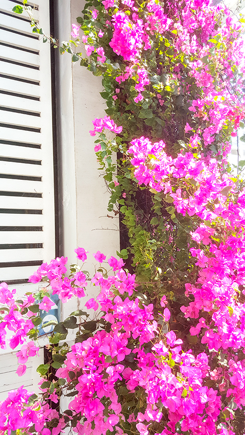 Trước nhà em có giàn hoa giấy nở