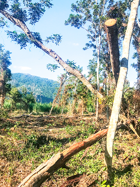 Một góc rừng căm xe Ninh Tây bị phá, lấn chiếm lấy đất sản xuất.  