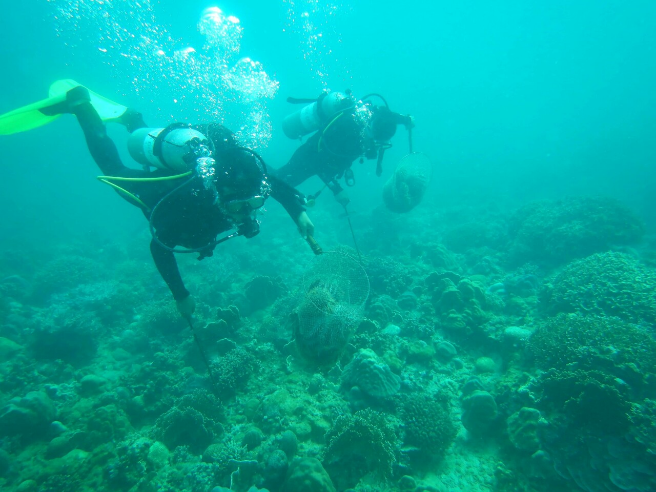 Thành viên các câu lạc bộ lặn tham gia bắt Sao biển gai bảo vệ san hô