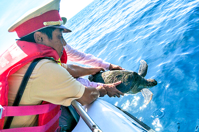 Phối hợp các lực lượng thả rùa biển.