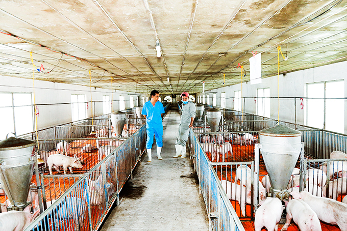  Trang trại chăn nuôi heo thịt VietGAP ở thị xã Ninh Hòa.