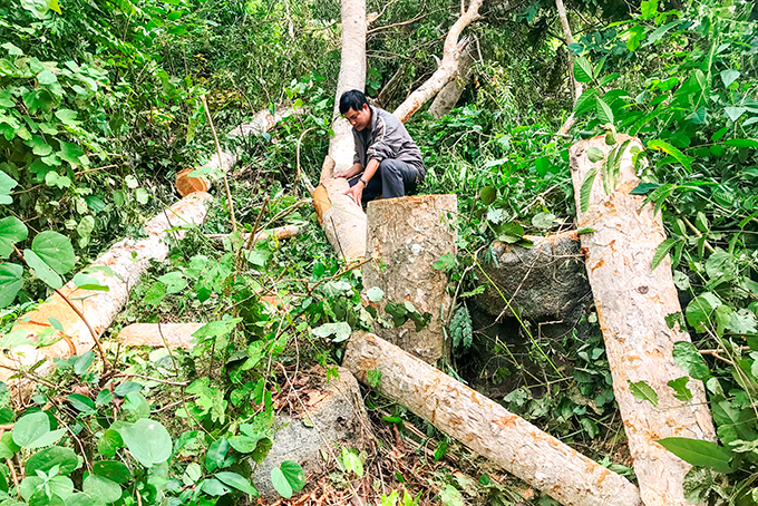 Phóng viên Hải Lăng thâm nhập thực tế để tìm hiểu tình trạng phá rừng, chiếm đất tại khu vực rừng căm xe Ninh Tây.