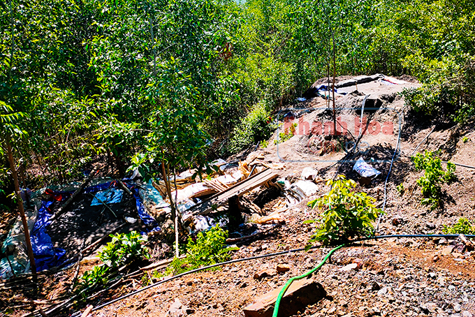 Ẩn họa từ... "giấc mơ vàng"