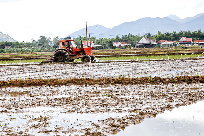 Nông dân Diên Khánh làm đất, gieo sạ vụ lúa hè thu.