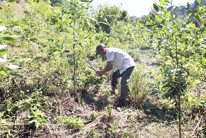 Người dân Khánh Sơn chăm sóc rừng trồng.