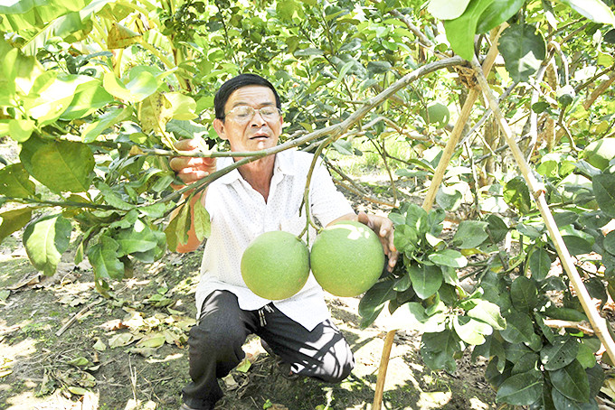 Bưởi da xanh là cây trồng chủ lực được phát triển tại nhiều xã của huyện Khánh Vĩnh.