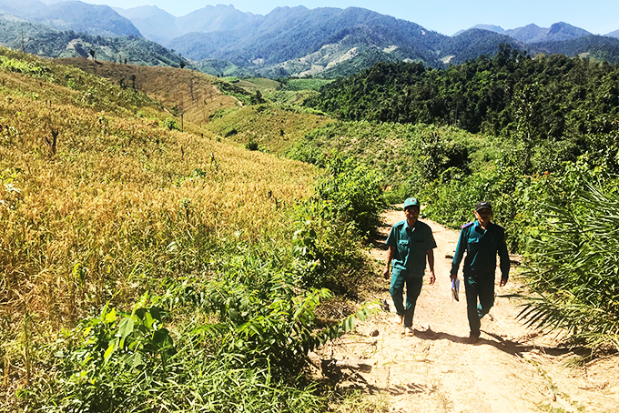 Lực lượng quản lý bảo vệ rừng Công ty TNHH một thành viên Lâm sản Khánh Hòa gặp nhiều khó khăn trong bảo vệ đất rừng trong lâm phận được giao.