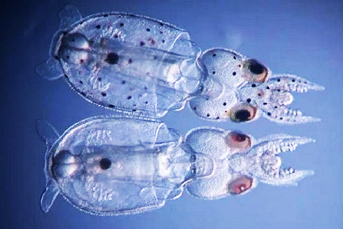 Mực Doryteuthis pealeii thường (phía trên) và mực biến đổi gene (bên dưới) không có những đốm đen như đồng loại