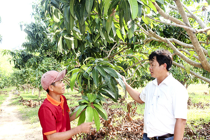 Ông Phan Quảng Bình (bên phải) trao đổi về kỹ thuật chăm sóc cây xoài.