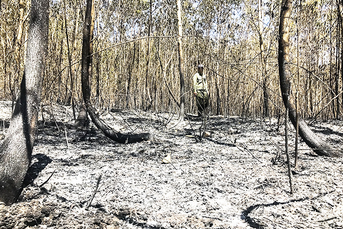 Một diện tích rừng trồng của Ban Quản lý rừng phòng hộ  Bắc Khánh Hòa bị cháy trong mùa khô năm nay.