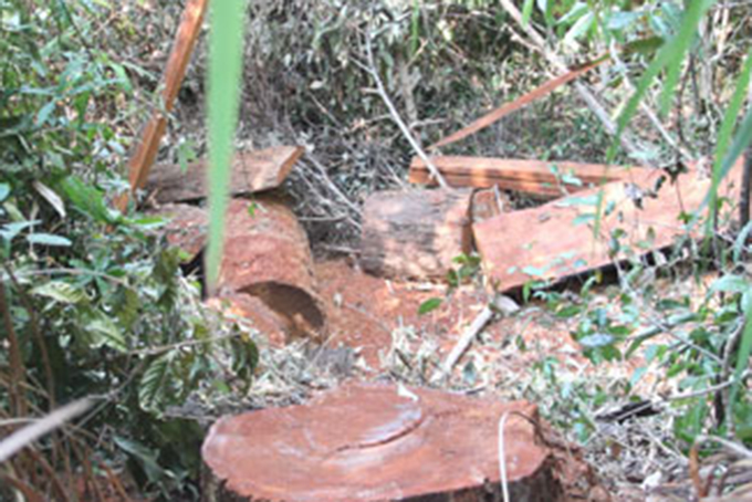 Phát hiện 76 vụ vi phạm quy định về quản lý, bảo vệ rừng