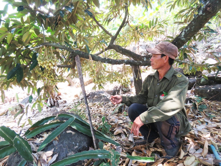 Theo ông Trần Văn Trung, một chủ rẫy cho biết, cây sầu riêng được trồng ở đây hơn chục năm qua.