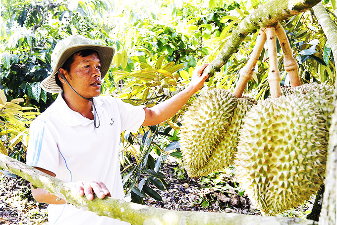 Hộ đồng bào dân tộc thiểu số Cao Mai Hùng (xã Sơn Hiệp, huyện Khánh Sơn) thu nhập cao nhờ chuyển sang trồng sầu riêng