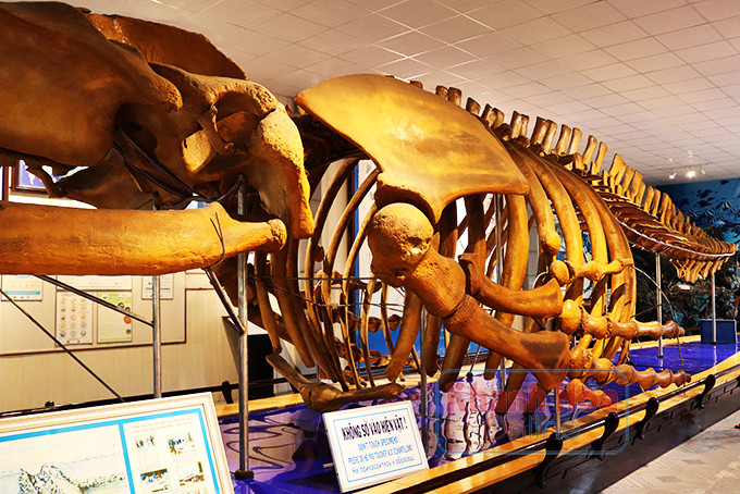 Bộ xương cá voi lưng gù tại Viện Hải dương học.