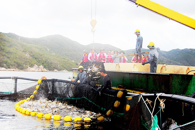 Thu hoạch cá chim vây vàng tại cơ sở nuôi cá biển quy mô công nghiệp trên vịnh Vân Phong.