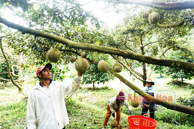 zzNgày càng nhiều hộ đồng bào dân tộc thiểu số tại Khánh Sơn có thu nhập cao từ trồng cây sầu riêng.