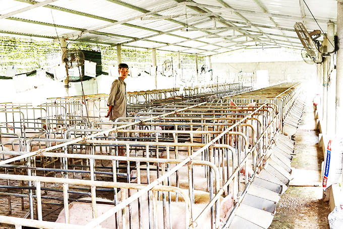 Cẩn trọng với việc tăng, tái đàn heo