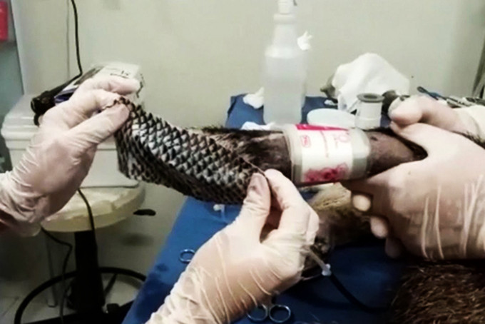 Động vật bị thương trong các vụ cháy ở Pantanal được chữa trị bằng da cá rô phi.