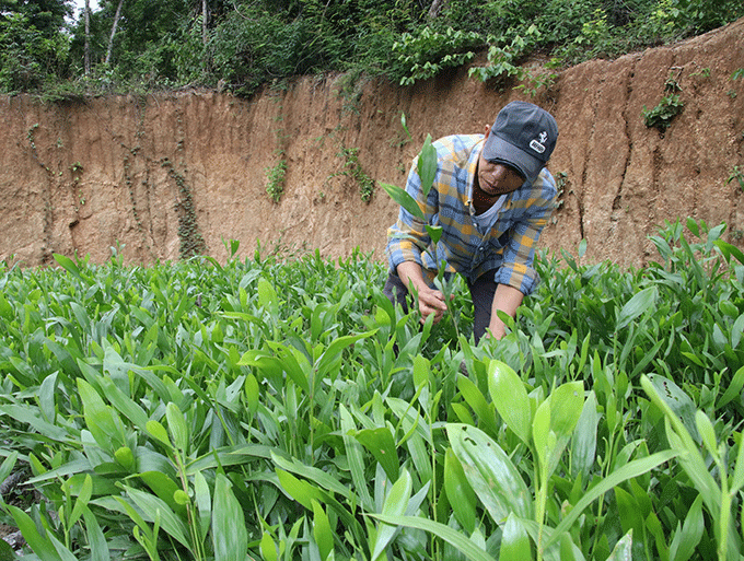 Nhân viên Ban quản lý rừng phòng hộ Nam Khánh Hòa kiểm tra cây giống trước khi đưa đi trồng