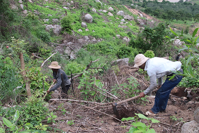 Các lao động nam cuốc hố để trồng cây