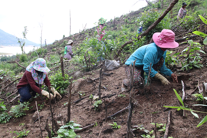 Các lao động nữ tiến hành trồng cây 