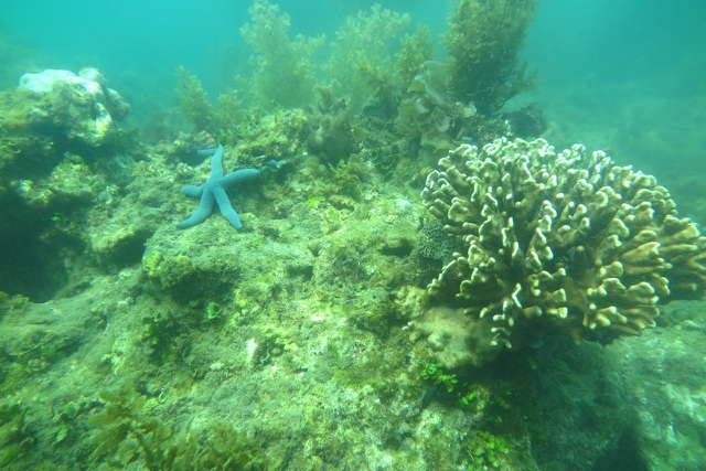 San hô khu vực Bãi Tiên được Tập đoàn KDI Holdings và Viện Hải dương học Nha Trang khảo sát vào cuối tháng 6-2019.