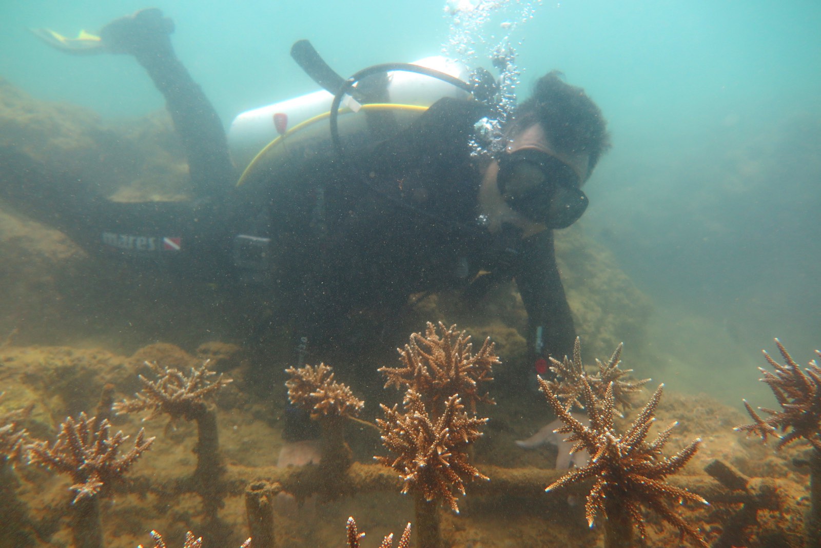 Các chuyên gia sẽ thường xuyên kiểm tra sự tăng trưởng của các giá thể san hô được nuôi cấy.