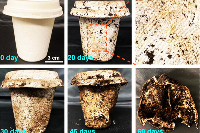  Quá trình phân hủy của một chiếc cốc làm từ bã mía và sợi tre.