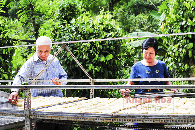 Chế biến chuối là hướng đi mới cho nông sản Khánh Sơn,  góp phần tăng thu nhập cho người dân.