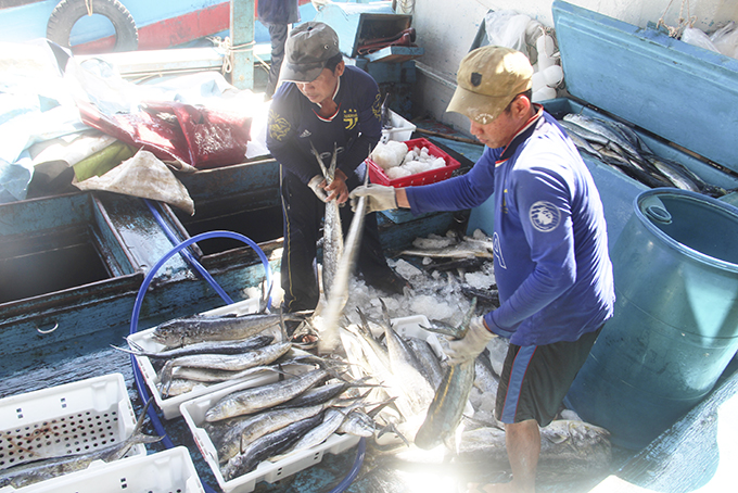 Tàu cá phải có chứng nhận an toàn thực phẩm