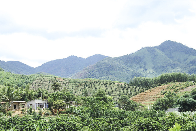 Sản xuất nông nghiệp của người dân xã Sơn Trung chưa chủ động được nước tưới do thiếu hồ thủy lợi.