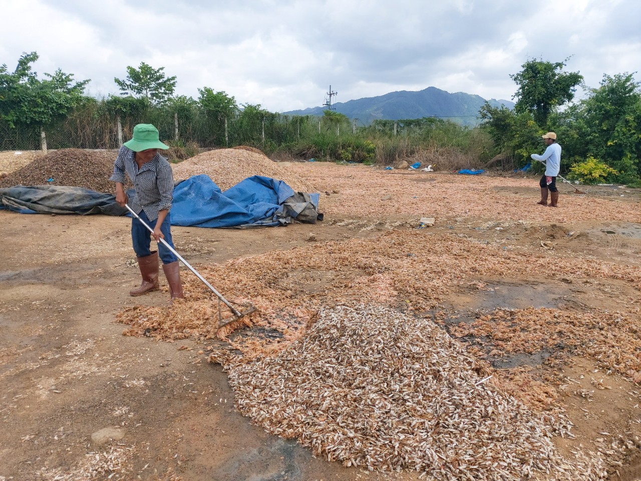 Bãi phơi đầu tôm gây ô nhiễm cạnh Khu công nghiệp Suối Dầu