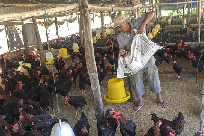 Toàn tỉnh Khánh Hòa có 404 trang trại chăn nuôi gia súc, gia cầm