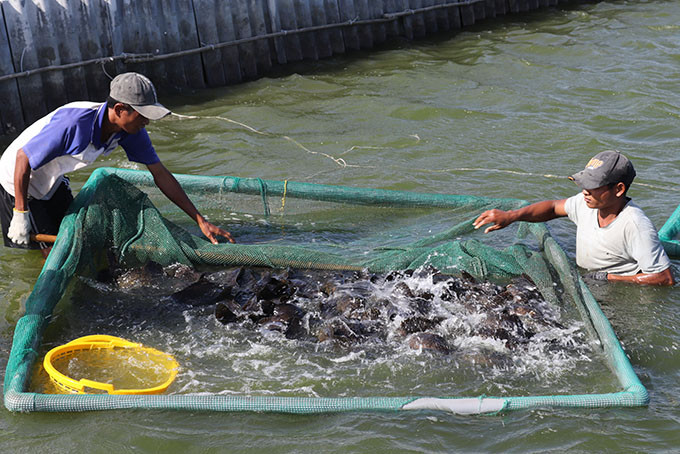 Bắt cá mú đem bán tại ao nuôi ông Nguyễn Công Trí (phường Cam Phúc Nam) ngày 4-12.