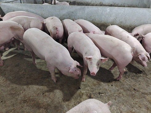 3000 lợn nái và 50 lợn đực giống dự kiến được nuôi trong năm 2020.