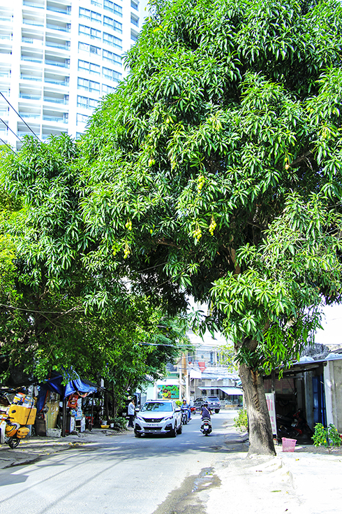 Cây xoài ở đường Nguyễn Bỉnh Khiêm.