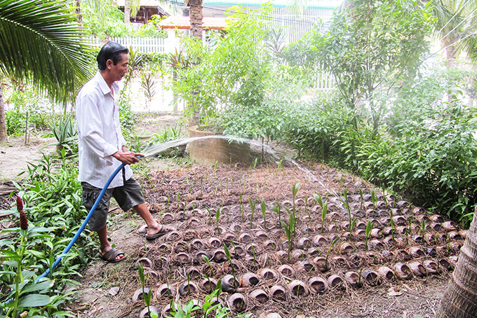 Bảo quản dừa xiêm giống tại phường Ninh Đa, thị xã Ninh Hòa. 