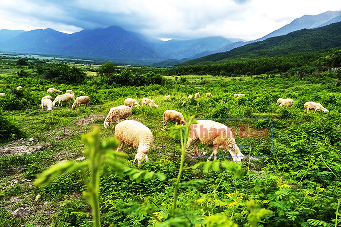 Đàn cừu trong nông trại The Moshav farm.