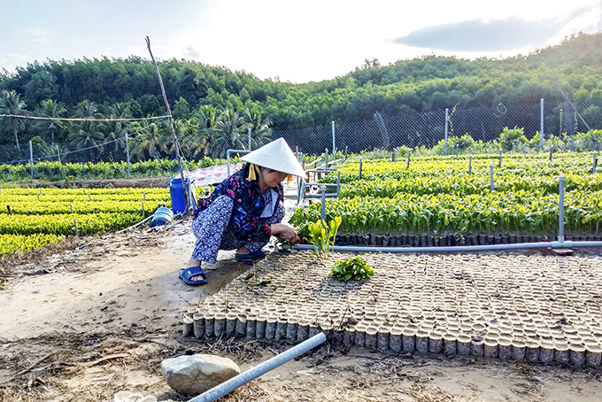 Hội Liên hiệp Phụ nữ huyện Diên Khánh: Tăng cường hỗ trợ hội viên phát triển kinh tế