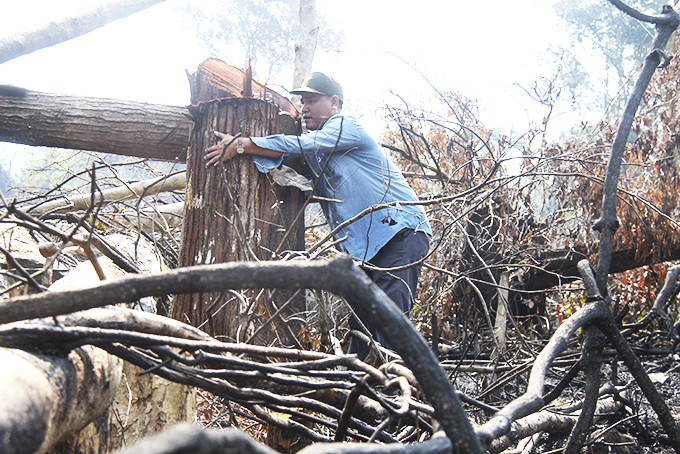 Vụ hủy hoại rừng phòng hộ đầu nguồn Ko Róa để lấy đất năm 2019  đã bị Hạt Kiểm lâm huyện khởi tố hình sự.