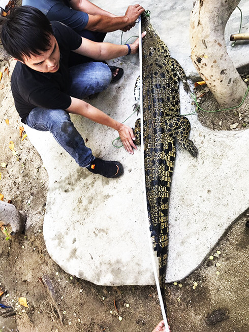 Kỹ sư Nguyễn Trương Tấn Tài kiểm tra, chăm sóc cá sấu.
