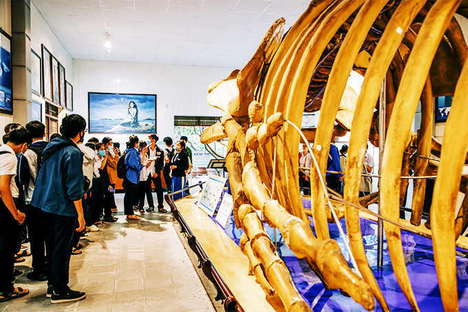 Học sinh Trường THPT Nguyễn Văn Trỗi (TP. Nha Trang) tham quan xương cá voi ở Viện Hải dương học.