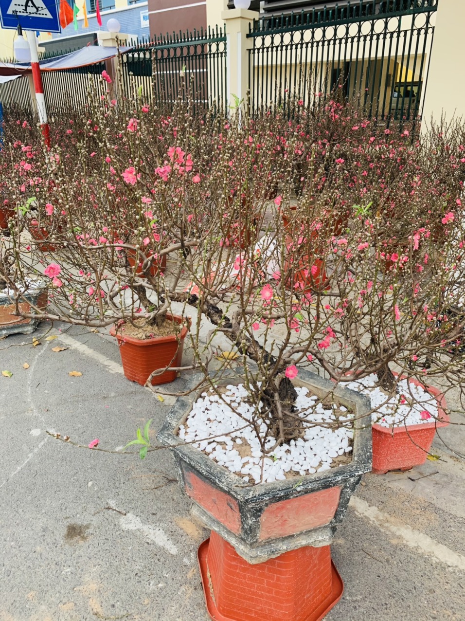 Vài năm nay, hoa đào miền Bắc cũng được đem vào bán ở Nha Trang. So với những năm trước năm nay hoa đào đẹp hơn