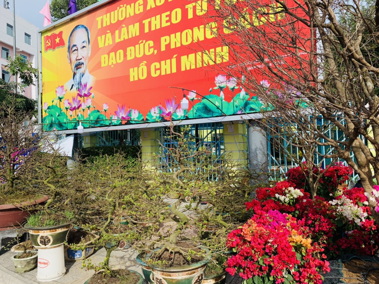 Hoa mai được bày bán ở góc đường Lê Thánh Tôn