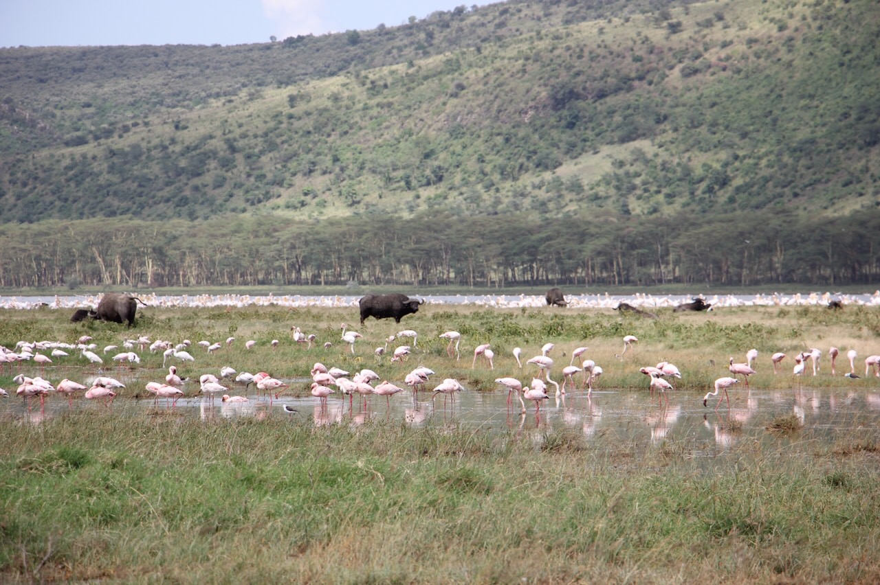 Đàn trâu rừng về uống nước ở hồ Nakuru