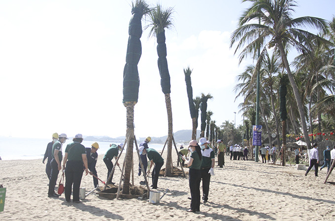 Dừa là loại cây phù hợp để trồng ở bãi biển TP. Nha Trang
