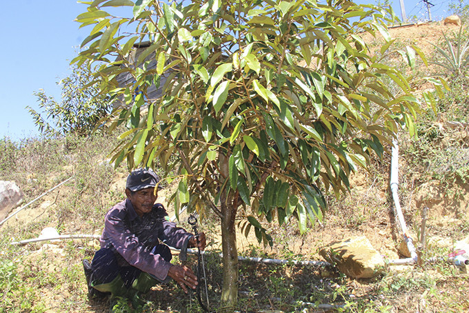 Nông dân Khánh Sơn đã áp dụng phương pháp tưới tiết kiệm cho cây trồng của mình.