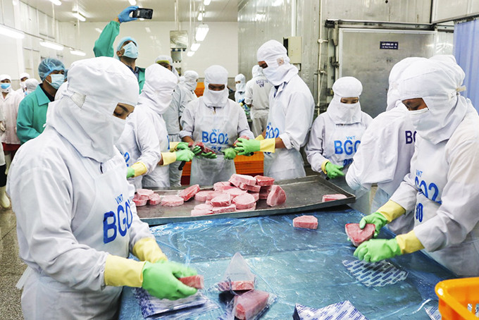 Chế biến cá ngừ đại dương xuất khẩu tại Công ty TNHH Cá ngừ Việt Nam.