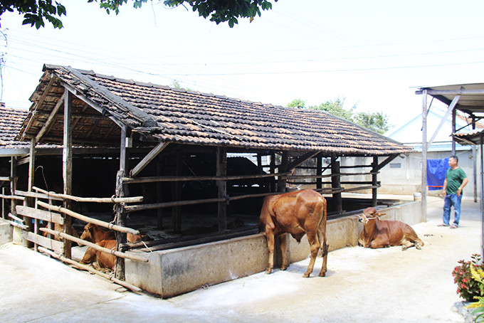 Trại nuôi nhốt bò của gia đình ông Dương Công Xin tại thôn Nghi Phụng.